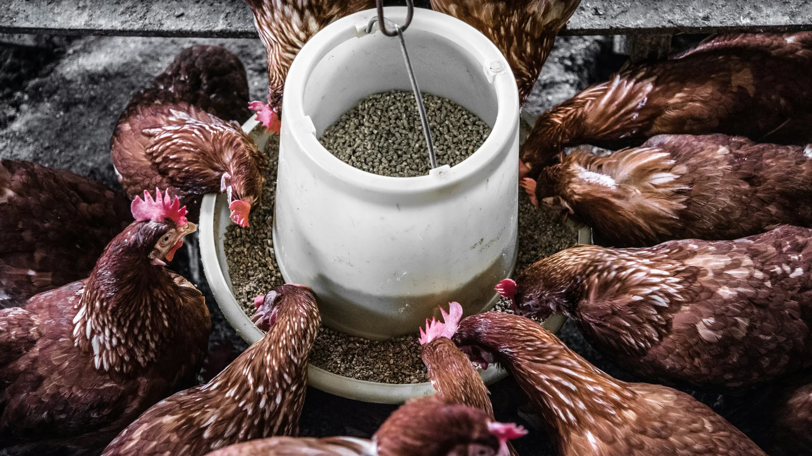 Animal feed, raw materials and international distribution — view 1