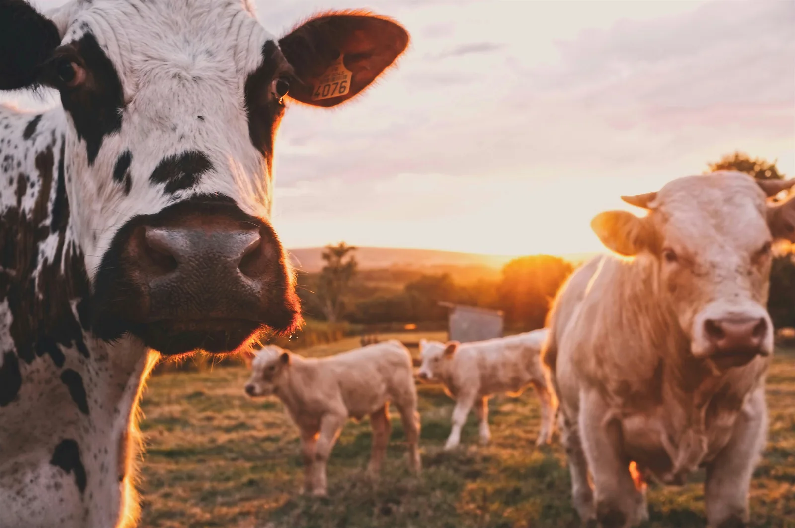 Animal feed, raw materials and international distribution — view 2